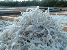 できるまで１２