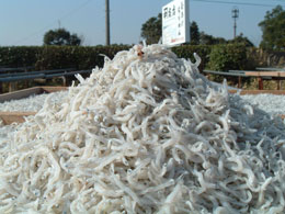 天日干しちりめん